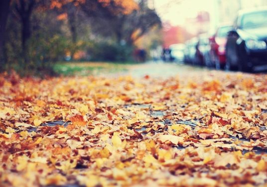 leaves-in-street