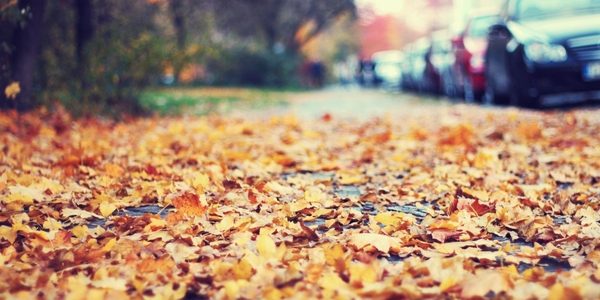 leaves in street